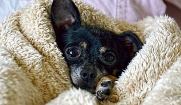 translated from Spanish: How to protect pets from the cold of winter?