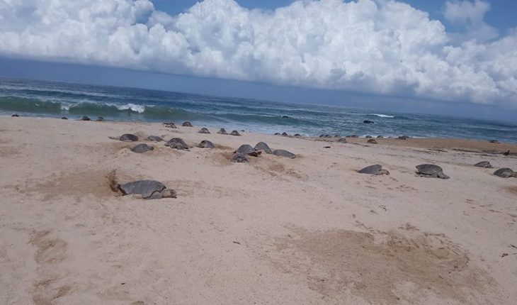 translated from Spanish: Hundreds of golfing turtles arrive at Michoacan beaches