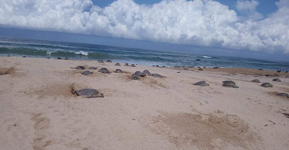 Hundreds of golfing turtles arrive at Michoacan beaches