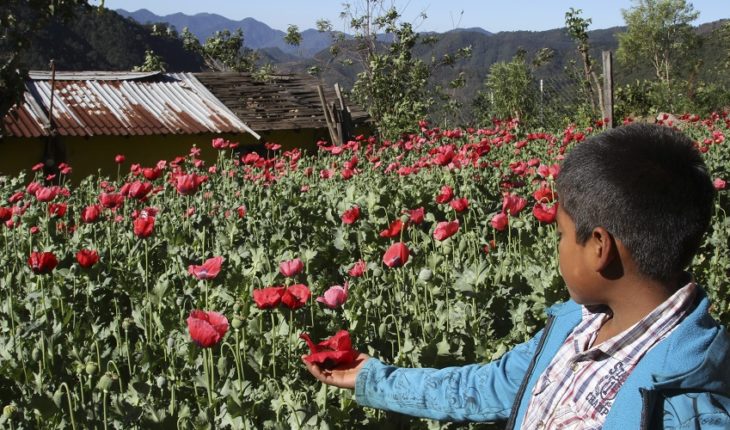 translated from Spanish: Lack of support puts Guerrero peasants in crisis