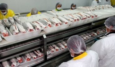 translated from Spanish: Salmonera Nova Austral admits it delivered false fish mortality information to Sernapesca