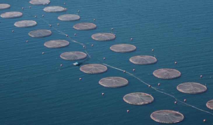 translated from Spanish: They generally approve a project that requires salmon to remove their waste from the seabed