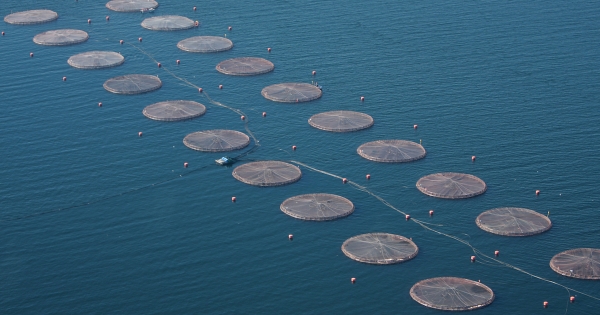 They generally approve a project that requires salmon to remove their waste from the seabed