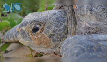 translated from Spanish: UMSNH is home to the 2nd International Meeting on Tropical Eastern Pacific Sea Turtles