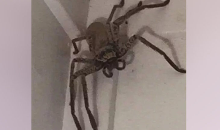 translated from Spanish: Woman find a huge spider on the roof of her house