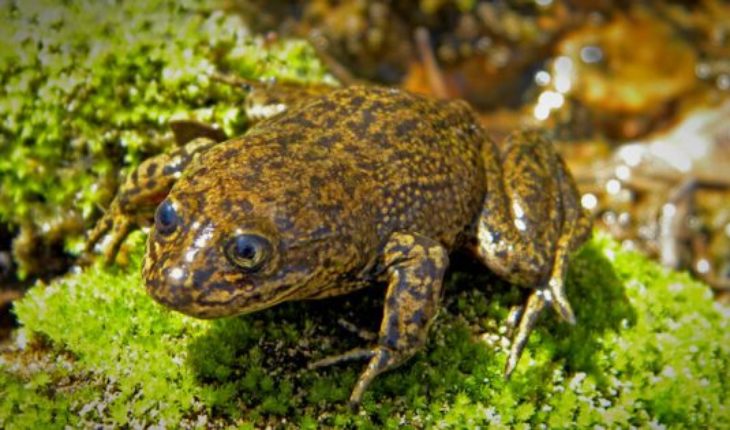 Equipo de rescate evacúa las últimas ranas del Loa de un hábitat peligrosamente seco en Chile