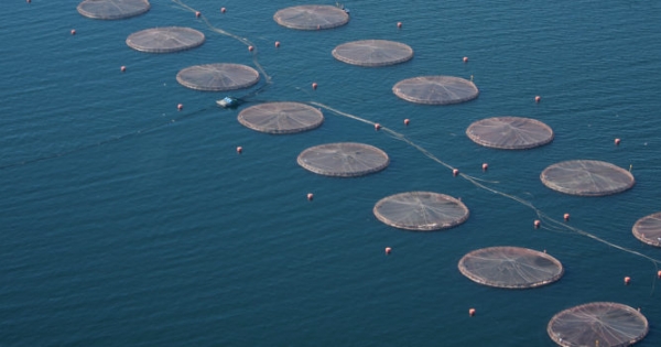 Industria salmonera: ¿desarrollo para el país o destrucción de nuestro océano?