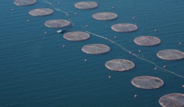 Industria salmonera: ¿desarrollo para el país o destrucción de nuestro océano?