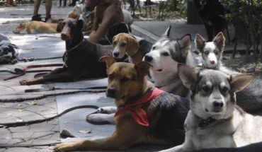 Investigan al supuesto entrenador de perros que maltrató a un Husky