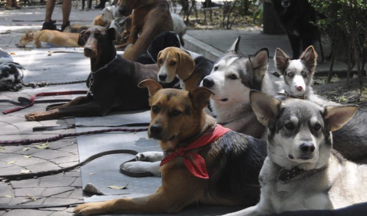 Investigan al supuesto entrenador de perros que maltrató a un Husky