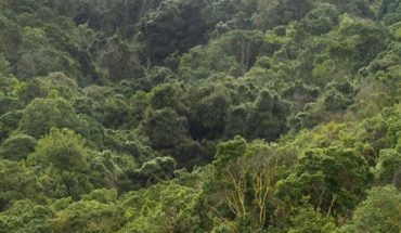 Manejo de los bosques para la mitigación y adaptación al cambio climático