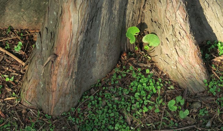 Se descubrió que árboles “aprendieron” a adaptarse al cambio climático