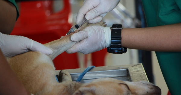 Transfusiones de sangre entre animales: el método poco conocido que podría salvar a tu mascota