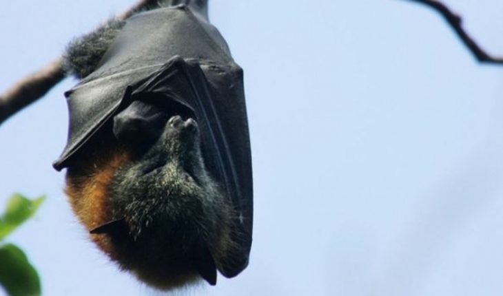 translated from Spanish: Bats and 4 lessons on survival we can learn from these animals