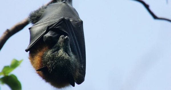 Bats and 4 lessons on survival we can learn from these animals