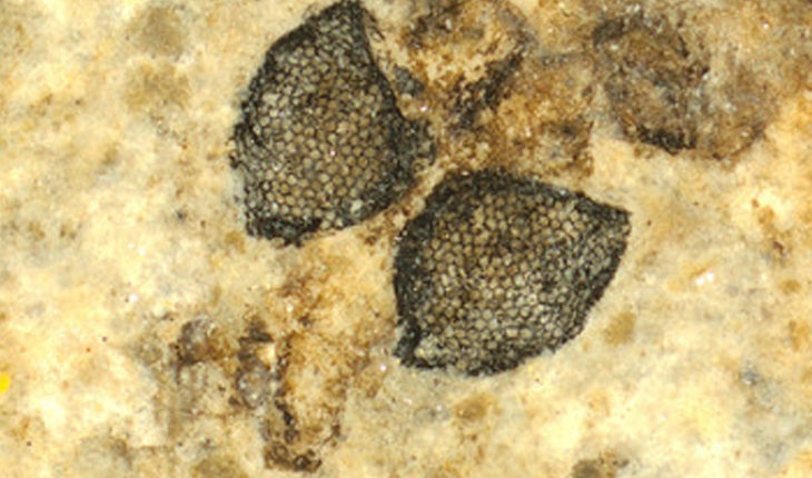 translated from Spanish: Fossilized fly eyes show a key pigment in compound vision