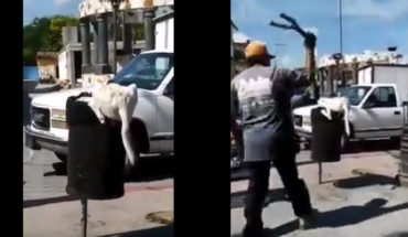 translated from Spanish: Man cuts a dog’s tail when he was looking for some food in Puebla (Video)