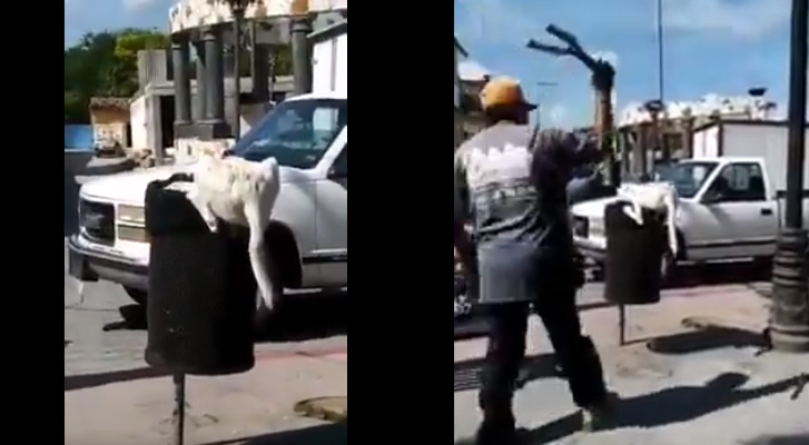 Man cuts a dog's tail when he was looking for some food in Puebla (Video)