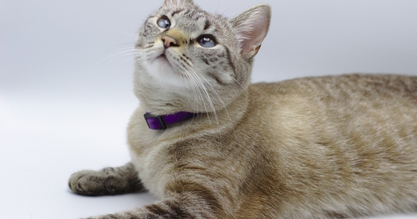 Specialist recommends sterilizing cats before puberty