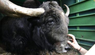 translated from Spanish: They released Chicho, a Yak who lived for 12 years in the former zoo in La Plata