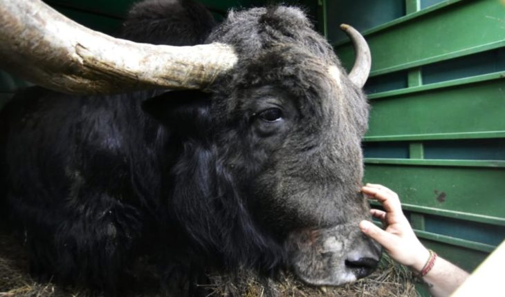 translated from Spanish: They released Chicho, a Yak who lived for 12 years in the former zoo in La Plata