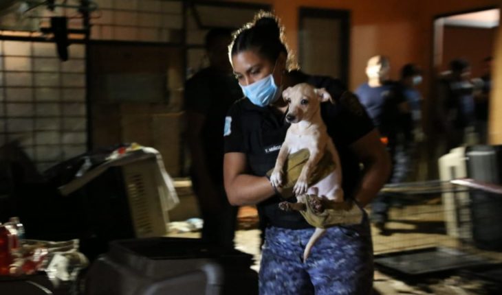 translated from Spanish: They rescue 55 battered dogs in a house in Lindavista