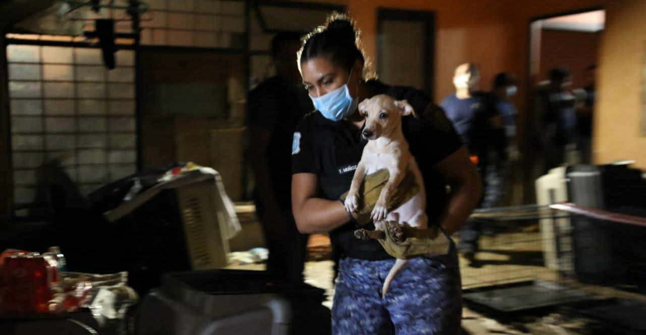They rescue 55 battered dogs in a house in Lindavista