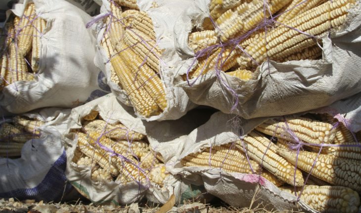 translated from Spanish: Who has the rights to indigenous maize?