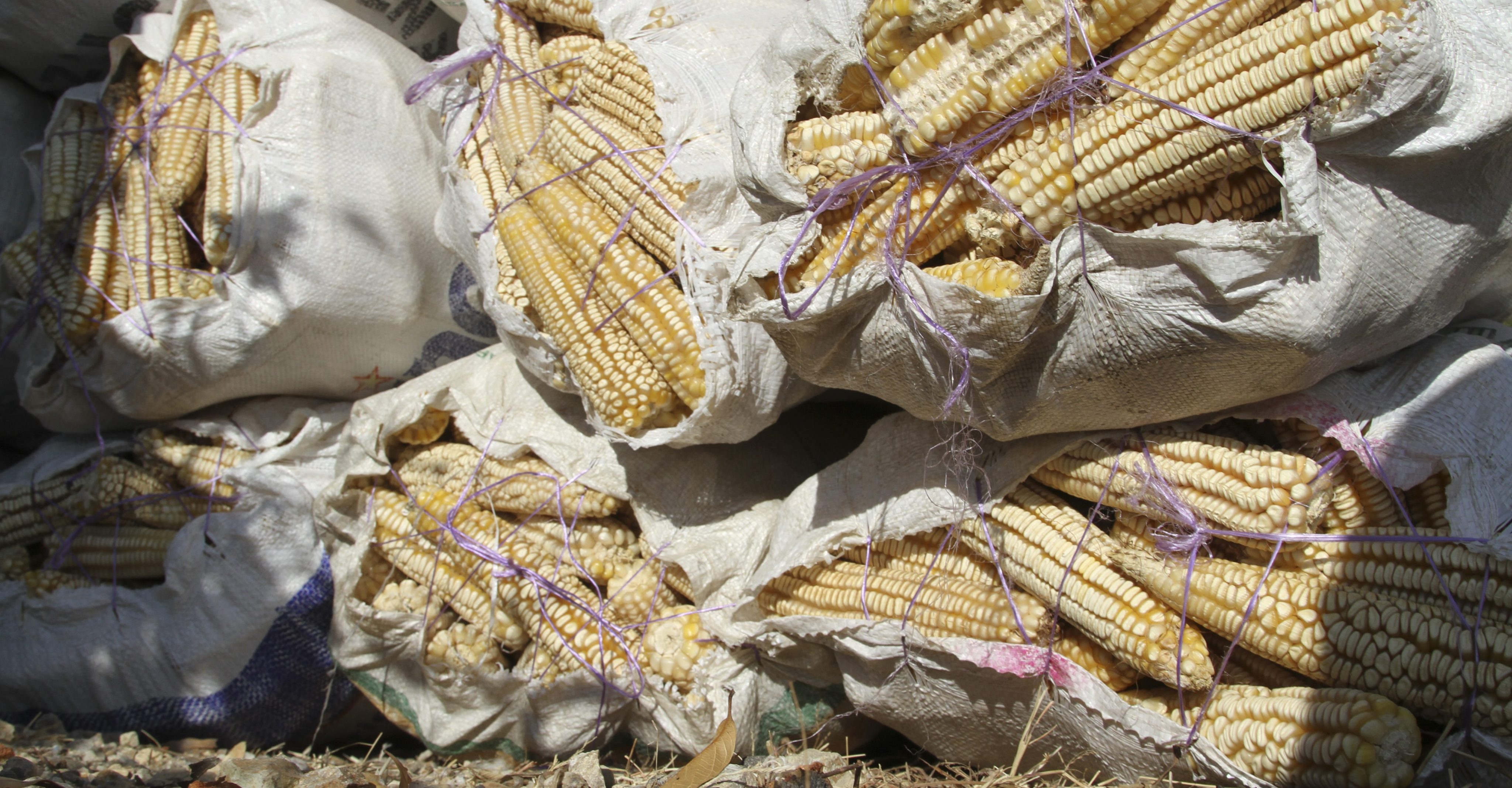 Who has the rights to indigenous maize?