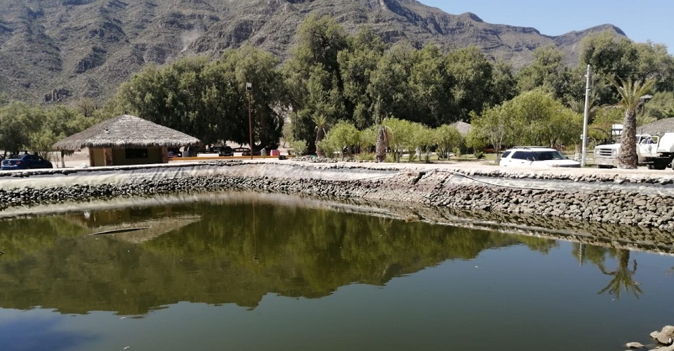 Investigan la muerte de miles de peces en Viesca, Coahuila
