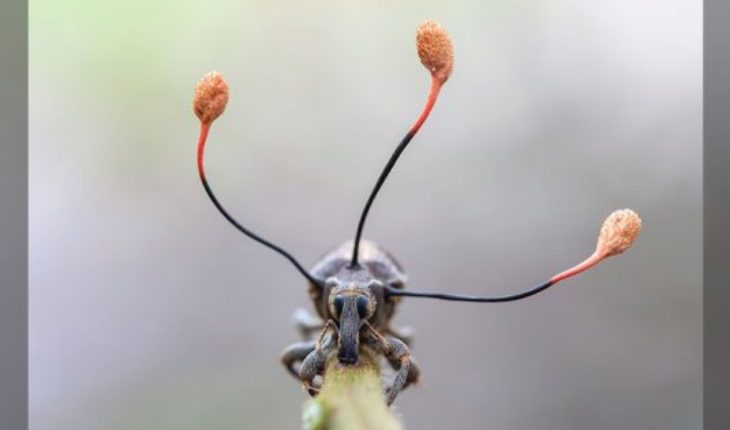 La espectacular imagen de un “hongo zombi” que toma el control absoluto de un escarabajo en Perú