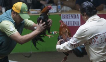 Morena busca que peleas de gallos sean patrimonio en Hidalgo