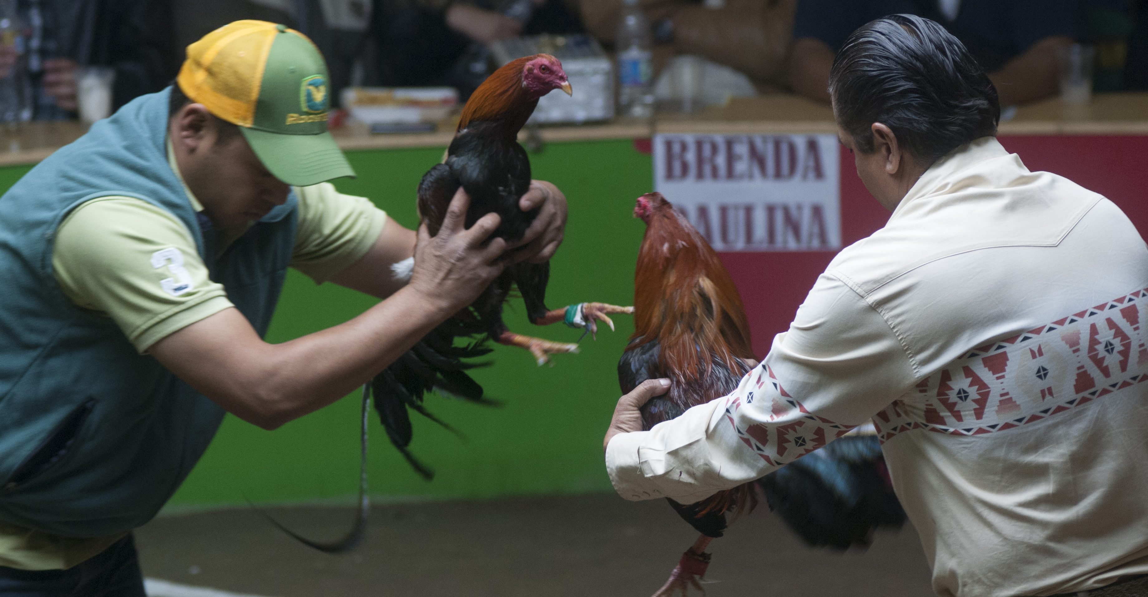 Morena busca que peleas de gallos sean patrimonio en Hidalgo
