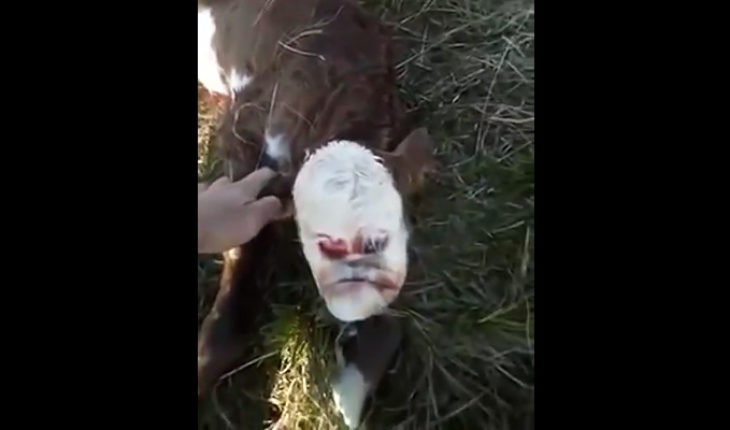 Ternero nace con rostro humano en Argentina (Video)