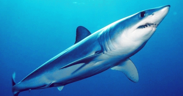 Tiburón mako: cómo uno de los peces más veloces y tenaces del mundo bordea la extinción