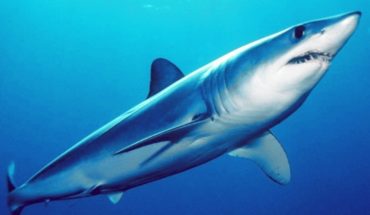 Tiburón mako: cómo uno de los peces más veloces y tenaces del mundo bordea la extinción