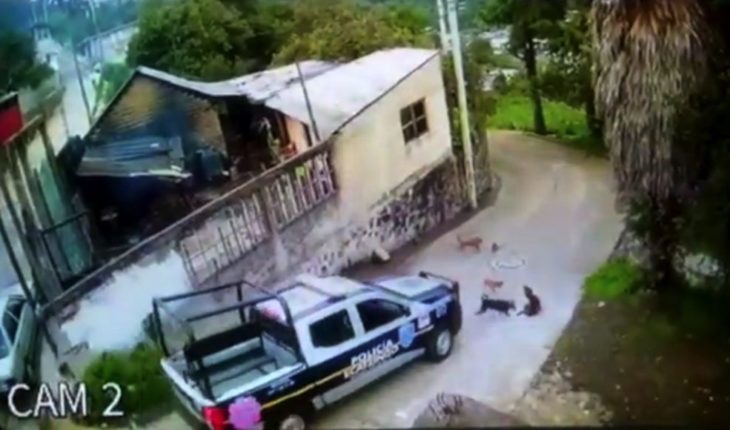 translated from Spanish: Cops run over and kill a puppy in Ecatzingo, Edomex (Video)