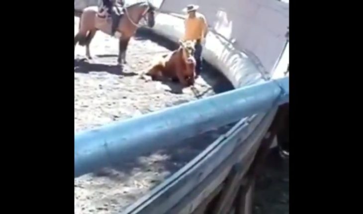 translated from Spanish: Historic: First mistreatment of animal abuse in a rodeo is declared admissible