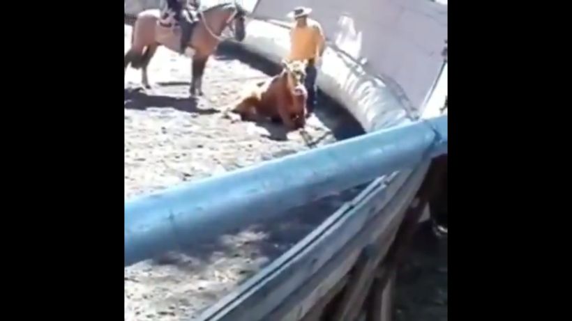 Historic: First mistreatment of animal abuse in a rodeo is declared admissible