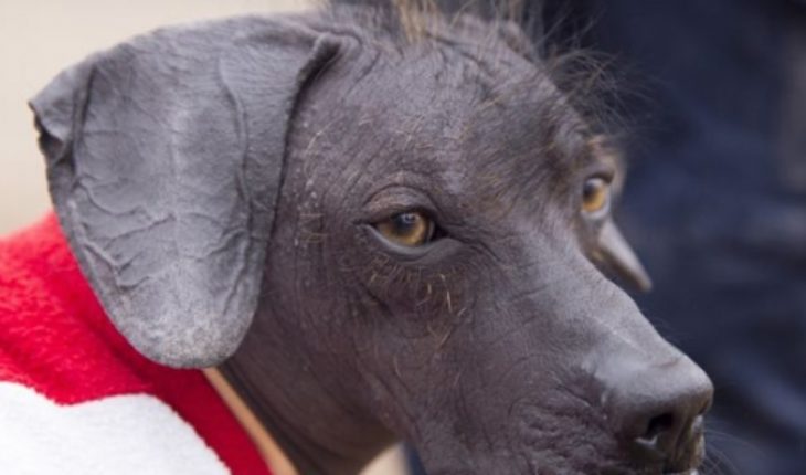 translated from Spanish: Peruvian Viringo: how this hairless dog became Peru’s cultural heritage