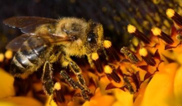 translated from Spanish: Researchers explain why 500 million bees have died in Brazil in just 3 months