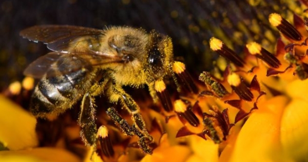 Researchers explain why 500 million bees have died in Brazil in just 3 months