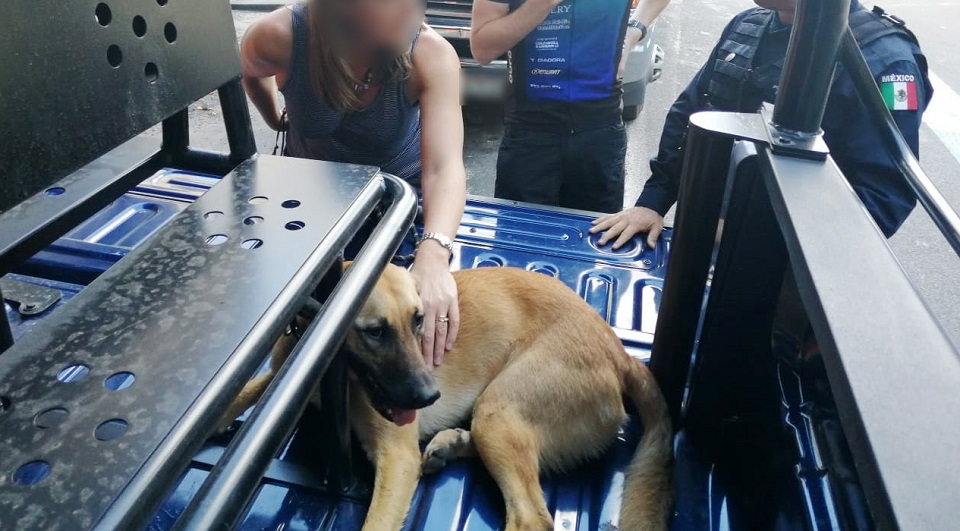 Uk Ambassador's Dog Rescue