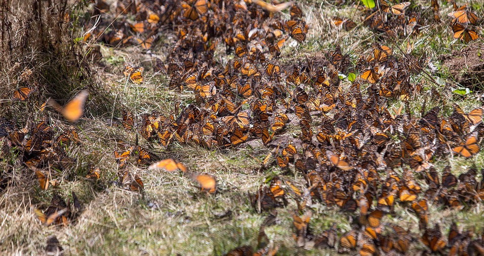Baja 25% la degradación en Reserva de la Mariposa Monarca