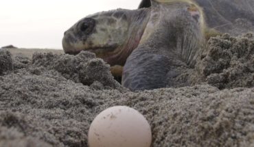 Narda destruyó 8.4 millones de huevos de tortuga en Oaxaca