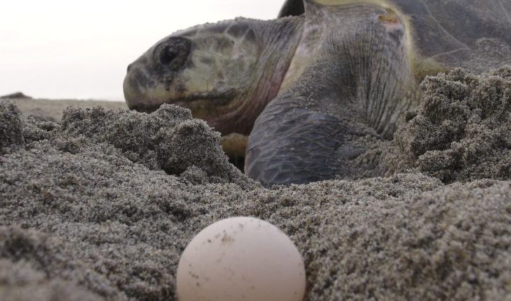 Narda destruyó 8.4 millones de huevos de tortuga en Oaxaca