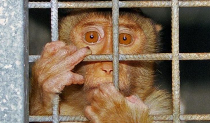 translated from Spanish: Animal experiments: hypocritical outrage?