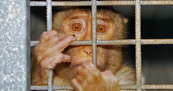 Animal experiments: hypocritical outrage?