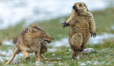 translated from Spanish: Wildlife Photographer 2019: the deadly encounter between a fox and a groundhog, the spectacular image winner of the contest