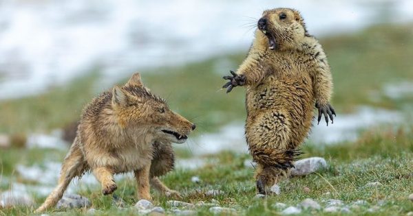 Wildlife Photographer 2019: the deadly encounter between a fox and a groundhog, the spectacular image winner of the contest